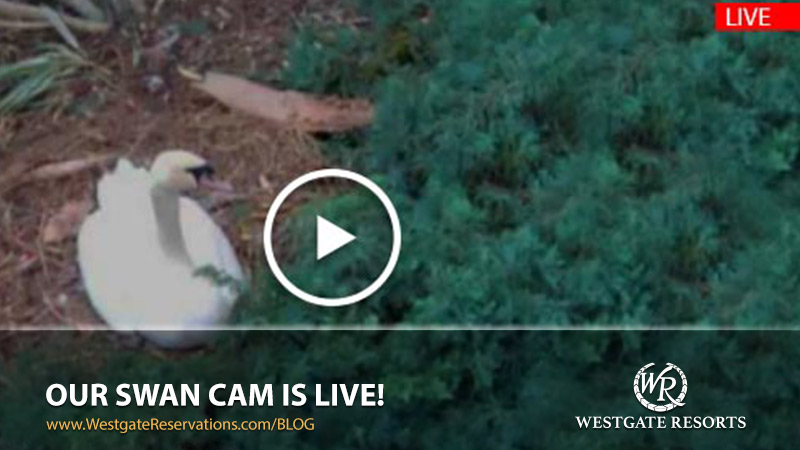 Westgate Resorts Swan Cam