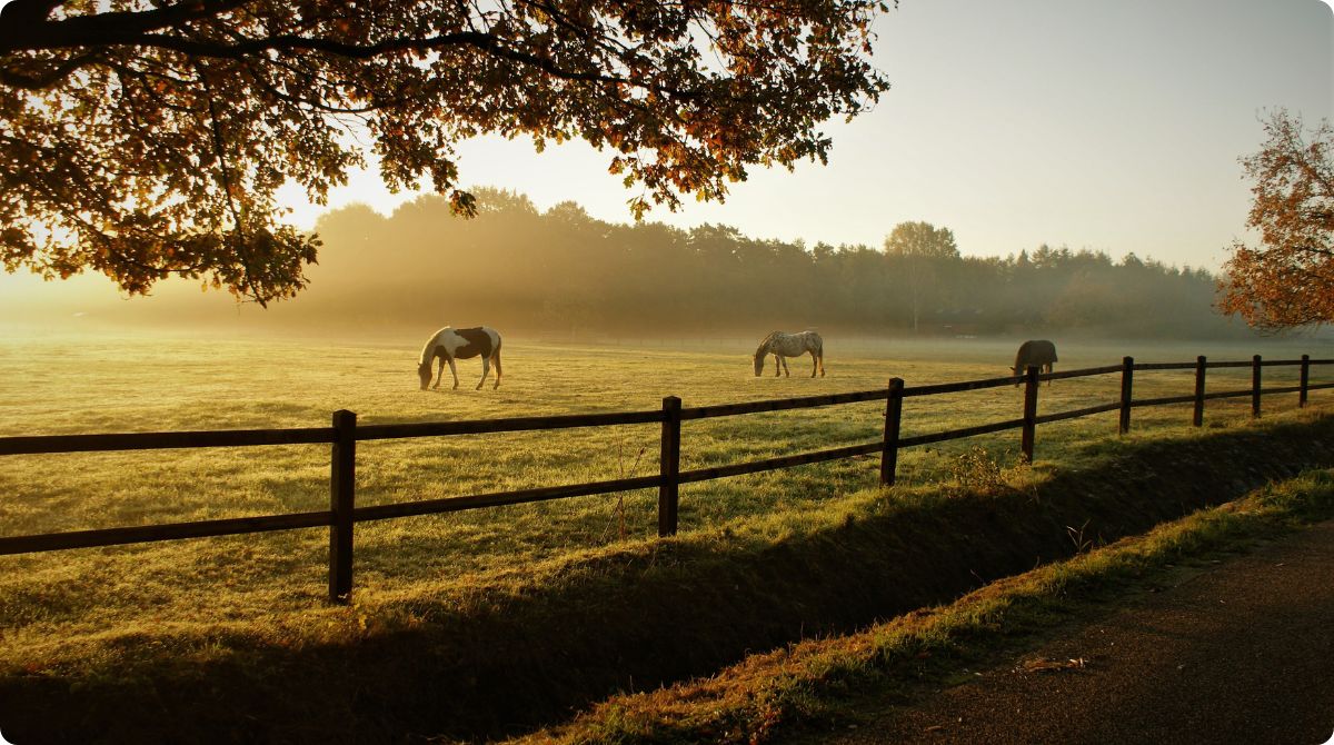 Horses Grazing in a Field on a Ranch