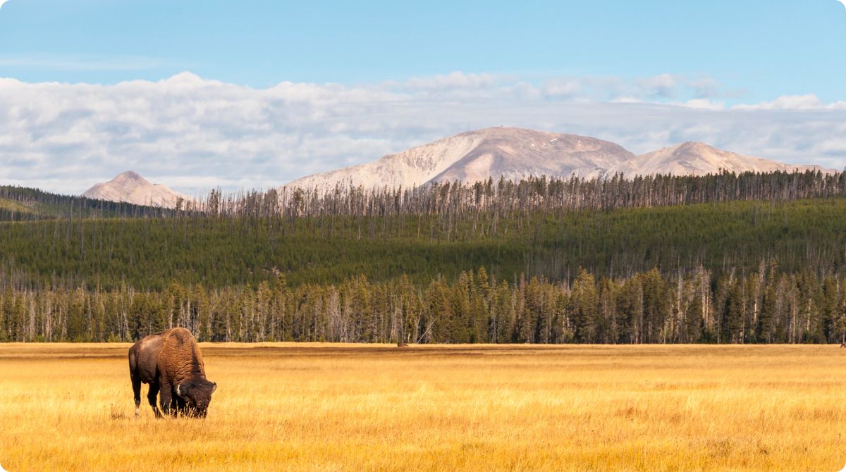 Yellowstone National Park in Wyoming with Bison