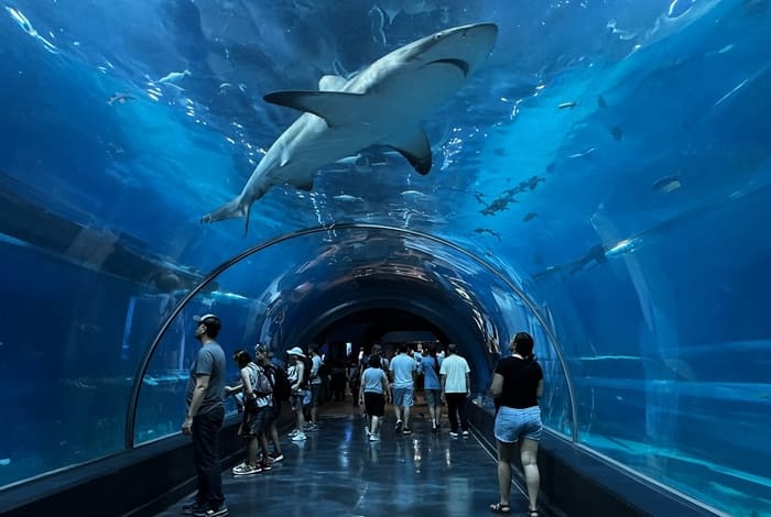 Código Promocional 25% Descuento Ripley’s Aquarium | Mejores Ofertas en Gatlinburg